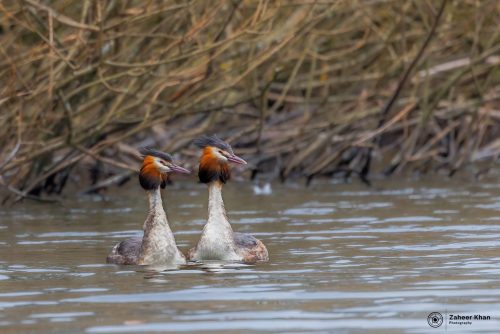 great crested grebe couple